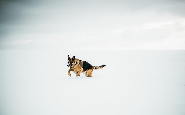 Beautiful shot of a german shepherd running in the snow