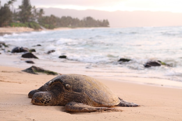 Красивый выстрел гигантской черепахи на песчаном берегу моря