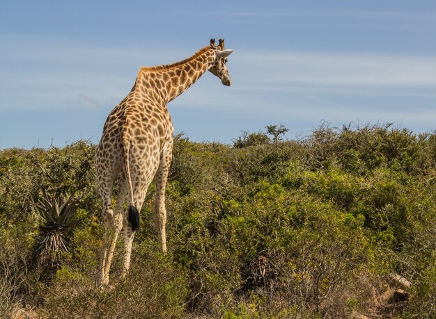 Beautiful shot of a giraffe from behind in the daylight