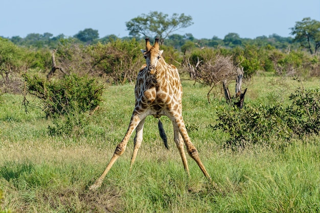 Beautiful shot of a giraffe spreading its front legs on a green grass ground during daytime