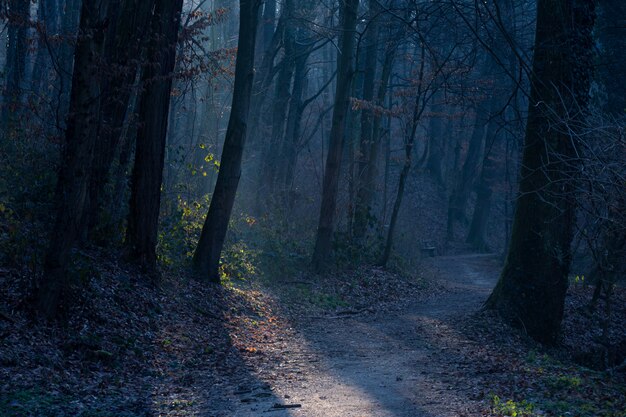 Красивая съемка мрачного пути в парке Максимир в Загребе, Хорватия