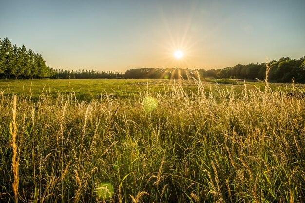 Красивый снимок травянистого поля и деревьев вдалеке с солнцем, сияющим в небе
