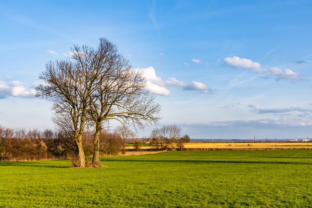 Beautiful shot of a grassy field with a leafless tree under a blue sky