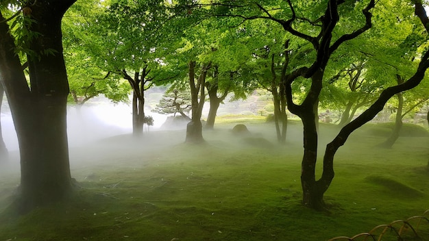 Beautiful shot of a grassy field with trees in a fog