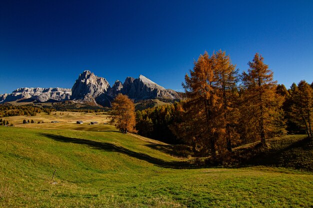 Beautiful shot of a grassy field with trees and mountain in the distance in dolomite Italy