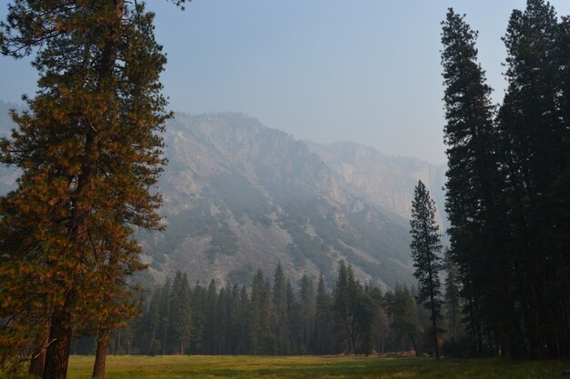 Beautiful shot of a grassy field with trees near a mountain under a foggy sky