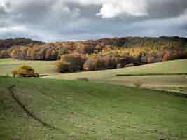 Free photo beautiful shot of grassy hills with a forest in the distance under a cloudy sky