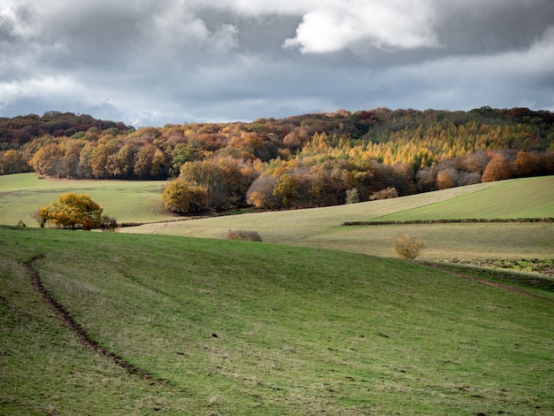 Beautiful shot of grassy hills with a forest in the distance under a cloudy sky