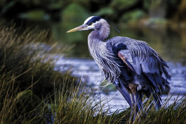 Beautiful shot of a great blue heron with colorful feathers near the lake