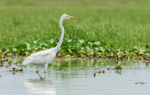 インドのオリッサ州のチリカ湖でダイサギ鳥の美しいショット