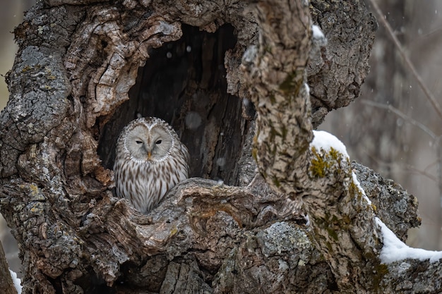 Beautiful shot of a great gray owl resting in a tree