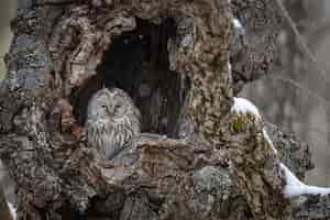 Foto gratuita bellissimo scatto di un grande gufo grigio che riposa su un albero