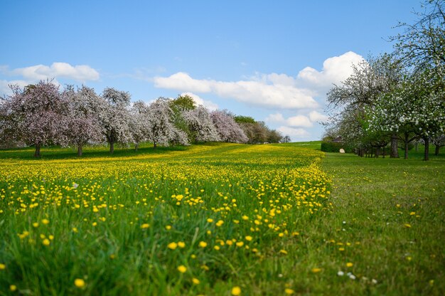 Красивый снимок зеленого поля, покрытого желтыми цветами, возле деревьев сакуры