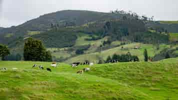 Free photo beautiful shot of a green field with kettle grazing the grass and beautiful hills