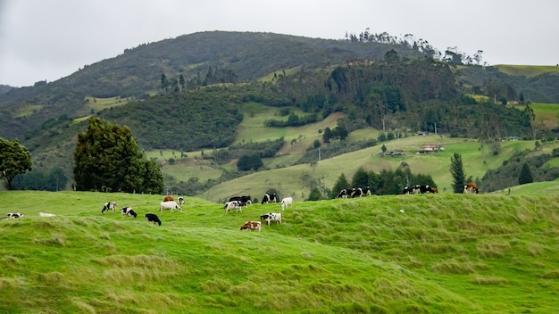 Красивая съемка зеленого поля с чайником пася траву и красивые холмы