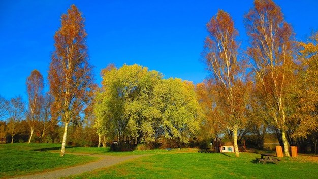 Beautiful shot of green fields with tall pine trees under a clear blue sky