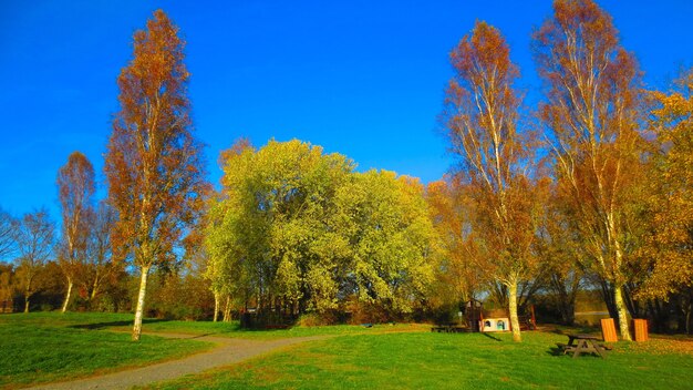 Красивый снимок зеленых полей с высокими соснами под ясным голубым небом