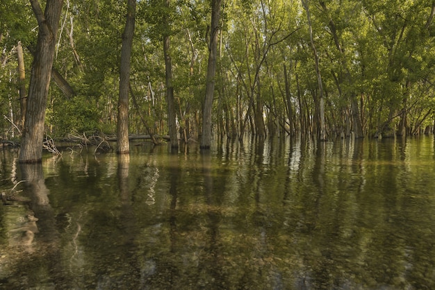 Красивый выстрел из зеленых лиственных деревьев в воде в лесу