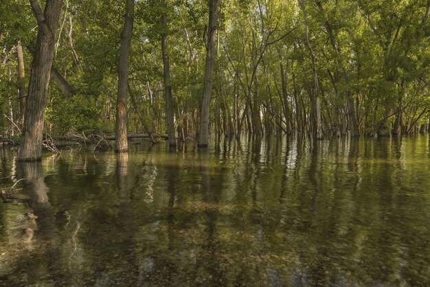 Красивый выстрел из зеленых лиственных деревьев в воде в лесу