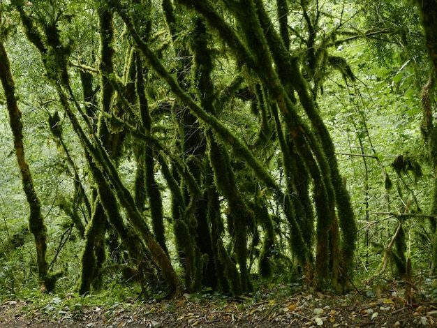 Красивый снимок зеленых замшелых деревьев в лесу