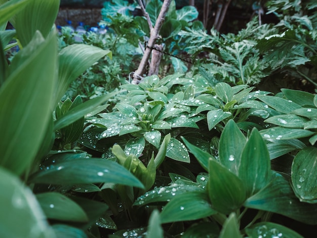 庭の葉に水滴を持つ緑の植物の美しいショット