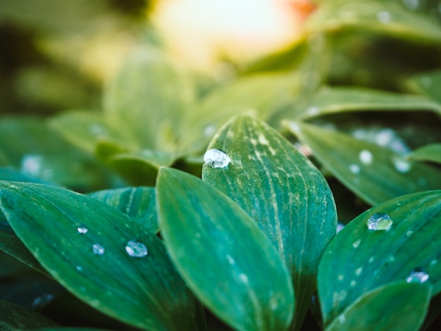 晴れた日に公園の葉に水滴が付いている緑の植物の美しいショット