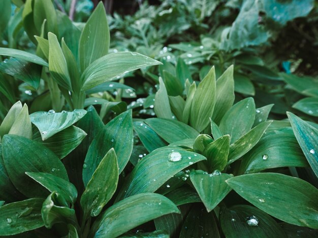 Beautiful shot of green plants with waterdrops on the leaves in the park