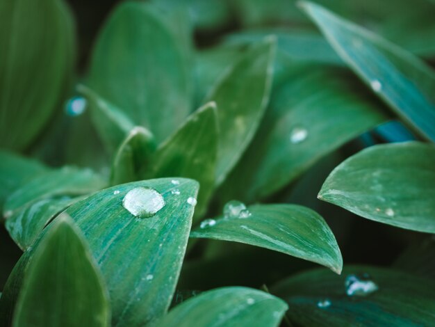 公園の葉に水滴が付いている緑の植物の美しいショット