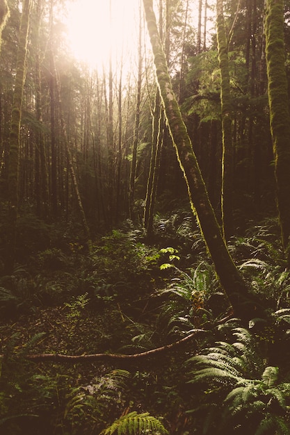 Beautiful shot of green trees in the forest