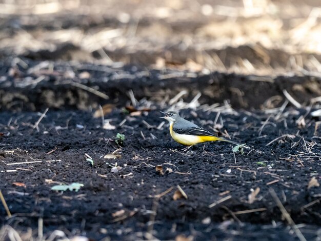 Beautiful shot of the grey wagtail bird on the ground in the field in Japan