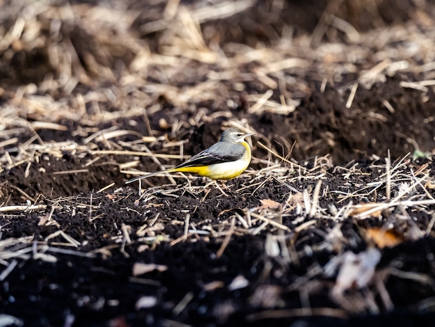 Free photo beautiful shot of a grey wagtail bird on the ground in the field in kanagawa, japan