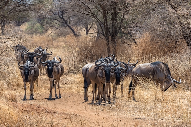 Beautiful shot of the group of African wildebeests on a grassy plain