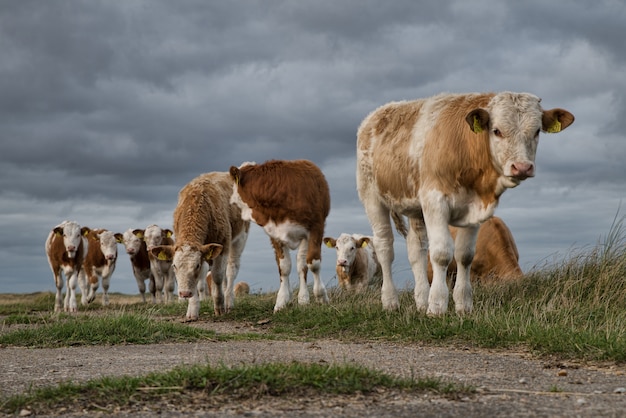 美しい暗い雲の下の牧草地で牛のグループの美しいショット