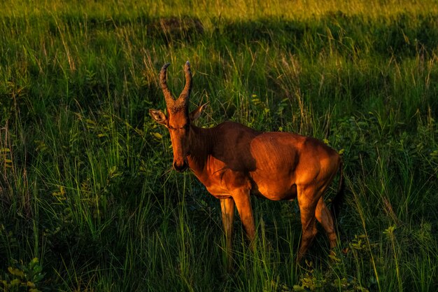 Красивая съемка hartebeest стоя в травянистом поле