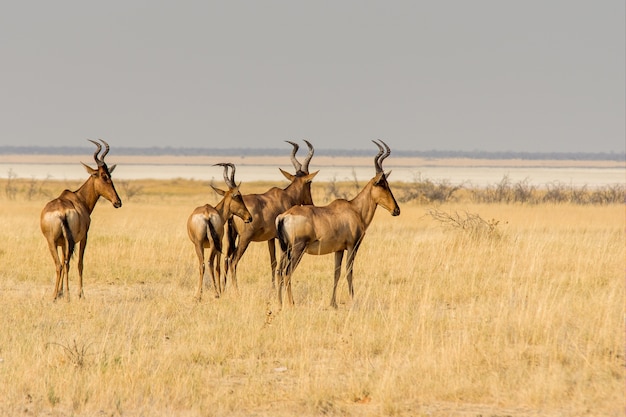 Beautiful shot of hartebeests group walking in yellow grass field