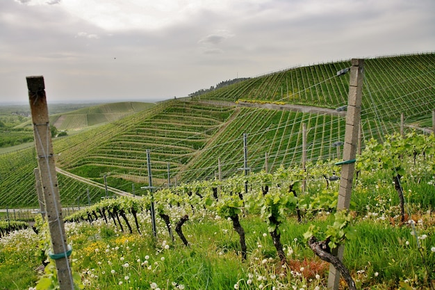 Foto gratuita bella ripresa di un verde collinare di vigneti sotto un cielo nuvoloso nella città di kappelrodeck