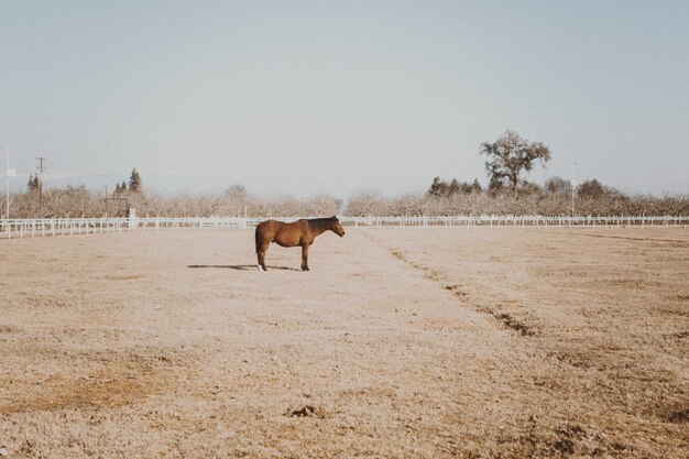 Beautiful shot of a horse standing in dry grass field with trees and a clear sky