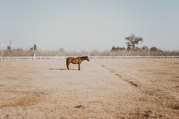 Beautiful shot of a horse standing in dry grass field with trees and a clear sky