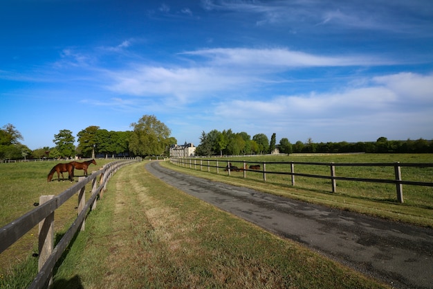 Beautiful shot of horses hanging out at the ranch in the countryside