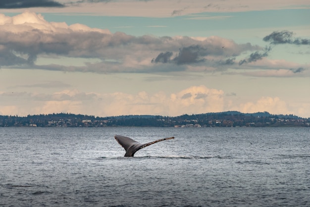 カナダ、ブリティッシュコロンビア州バンクーバーの海岸でダイビングするザトウクジラの美しいショット