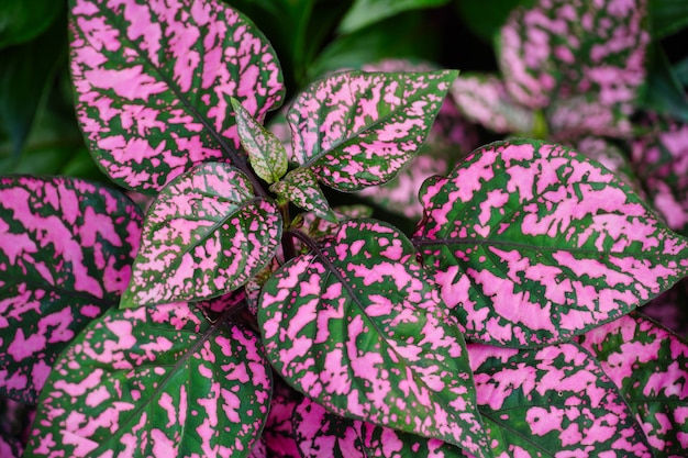 Beautiful shot of a hypoesthesia plant