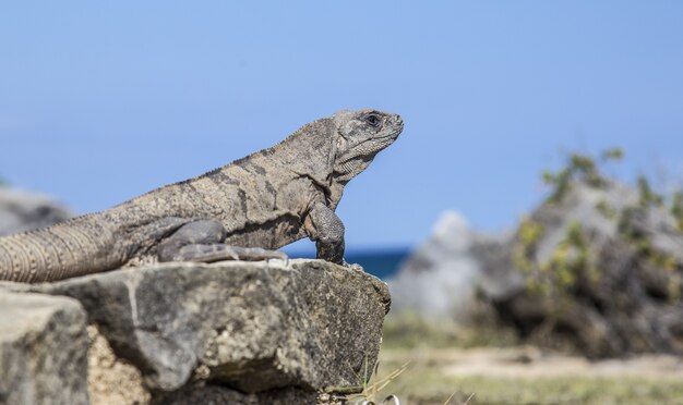 Beautiful shot of iguana sitting on the stone