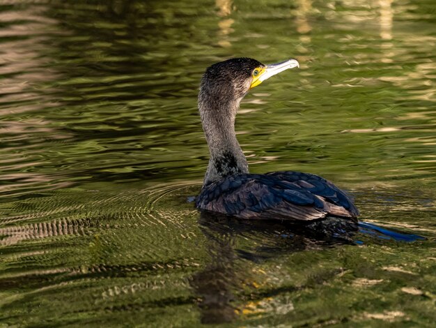 Beautiful shot of Japanese cormorant swimming on the lake in Izumi forest in Yamato, Japan