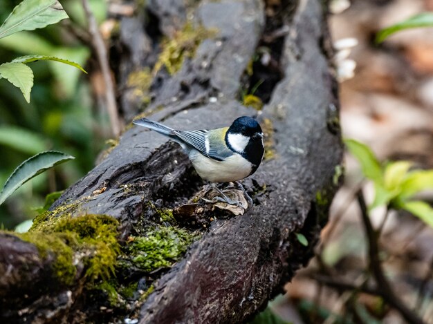 Beautiful shot a Japanese tit bird standing on a plank of wood in a forest in Yamato, Japan