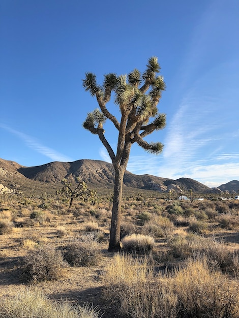 Красивый снимок дерева Джошуа в пустыне в Нью-Мексико с голубым небом