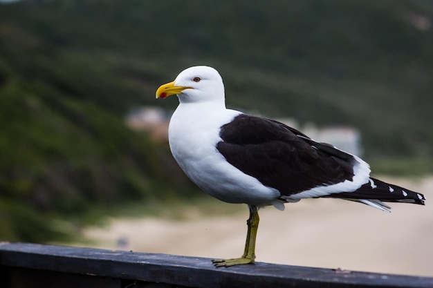 Beautiful shot of a Kelp gull during the day