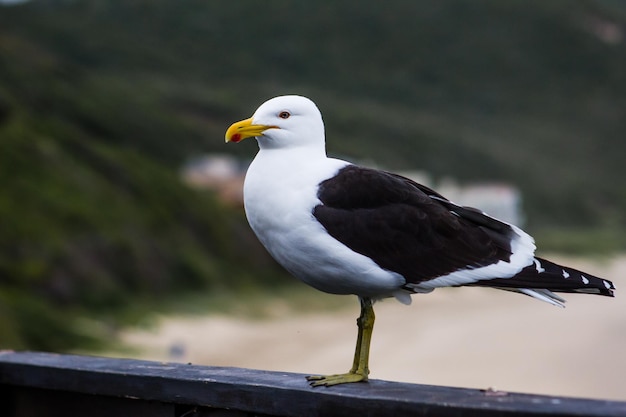 Free photo beautiful shot of a kelp gull during the day