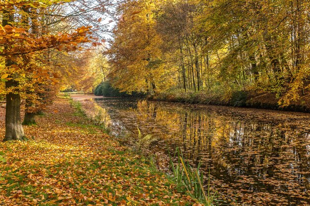 Beautiful shot of a lake covered in dry leaves in the middle of a park full of trees