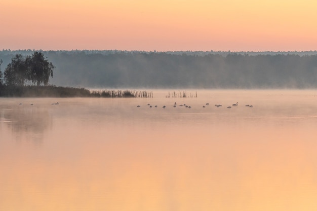 Beautiful shot of a lake during sunset with birds