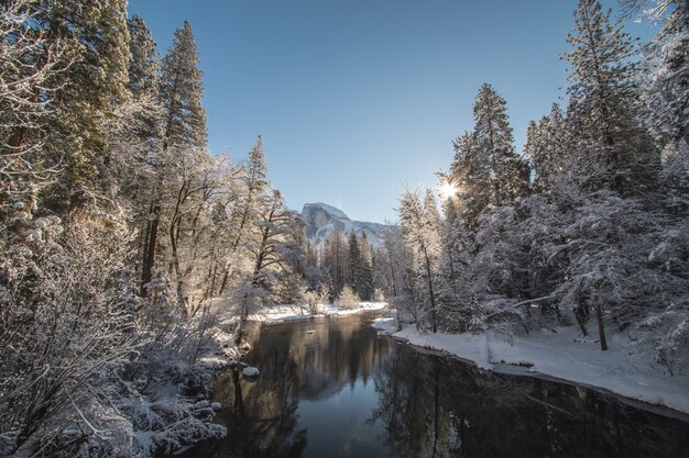 Beautiful shot of a lake surrounded by spruces filled with snow under a clear sunny sky